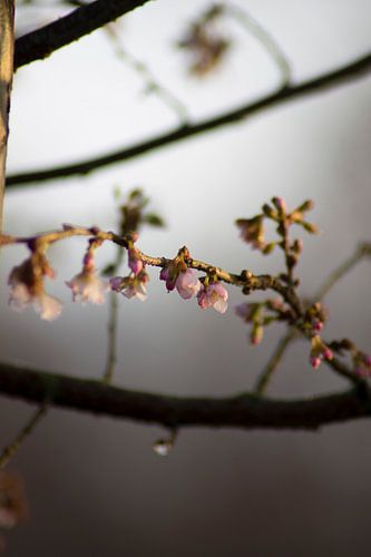 The Japanese cherry blossoms on a cold Januaray morning