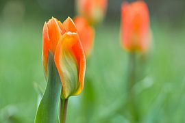 Tulpen auf einer Wiese mit schönem Bokeh. von Martin Köbsch