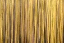 Mouvement ICM dans le noisetier