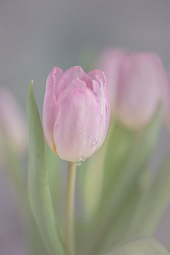 Tulpen in Pastellfarben