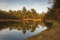 Birkhoven Wald Spiegelung Teich II - Amersfoort, Niederlande von Thijs van den Broek Miniaturansicht