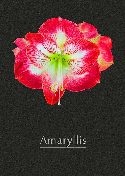 Amaryllis von Leopold Brix