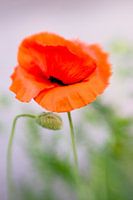 Poppy