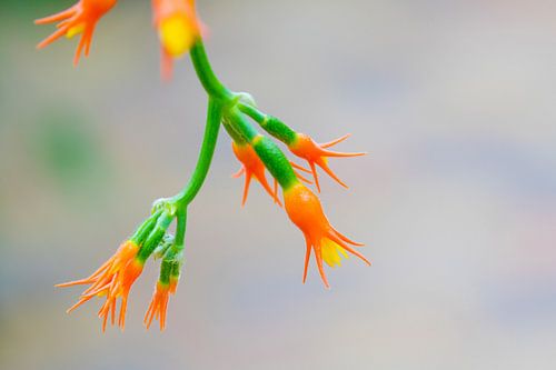 Woodfordia fruticosa in oranje glans