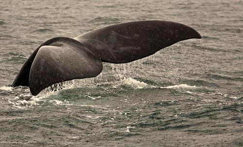 Zuidkaper duikt onder