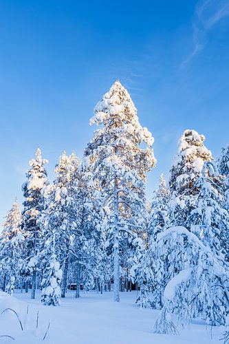 Landschap in de winter met bos in Äkäslompolo, Finland