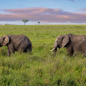 Deux éléphants dans le Serengeti sur Tilo Grellmann