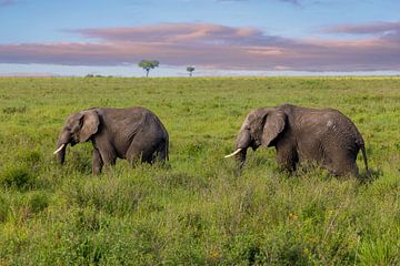 Zwei Elefanten in der Serengeti von Tilo Grellmann