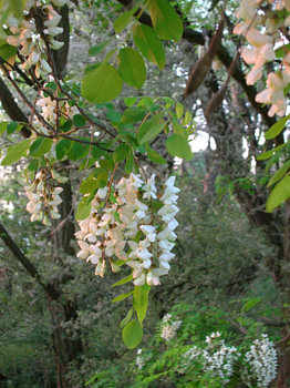 Fleurs de robinier à la lumière du soir 2