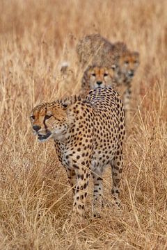 3 cheetah broers van Peter Michel