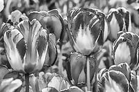 Tulpen in zwart-wit