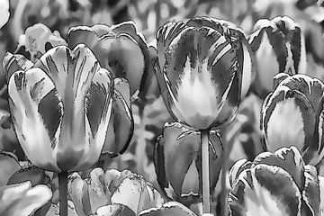 Tulpen in zwart-wit