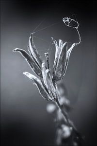 Fading Nature 5