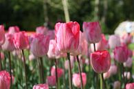 aufrecht stehen, niederländische Tulpen von de buurtfotograaf Leontien Miniaturansicht