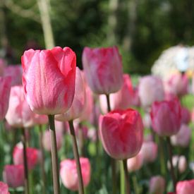 stand up straight, Hollandse tulpen van de buurtfotograaf Leontien