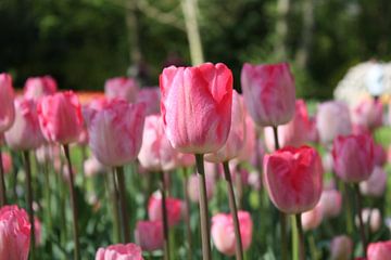 stand up straight, Dutch tulips by de buurtfotograaf Leontien