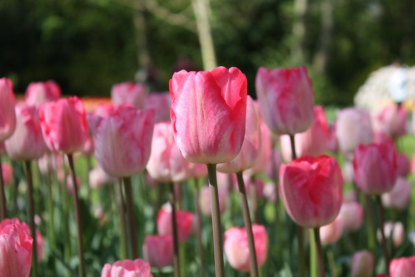 aufrecht stehen, niederländische Tulpen von de buurtfotograaf Leontien