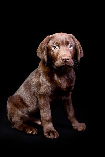 Labrador Retriever Bruin von Sven Olaerts
