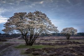 Zuiderheide sur Bart Hendrix