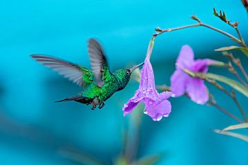 Blue-tailed emerald hummingbird