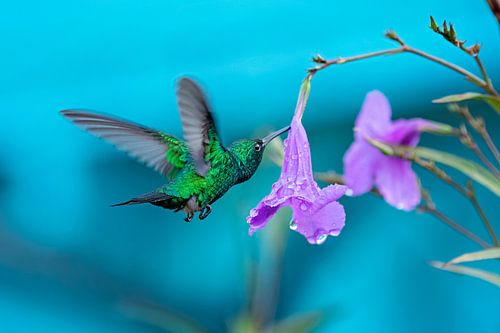 Colibri émeraude à queue bleue
