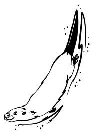 Loutre espiègle nageant sur Antiope33