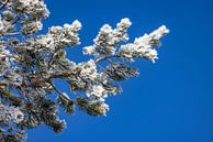 Needle tree with snow by Adelheid Smitt thumbnail