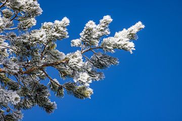 Naaldboom met sneeuw