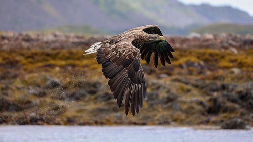 Ascension with the Catch