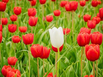 champ de tulipes rouges sur Martijn Tilroe