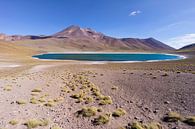 Lagune Miscanti dans le désert d'Atacama au Chili par Shanti Hesse Aperçu