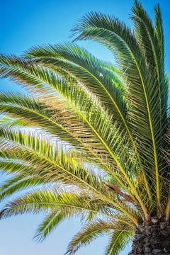 Wuivende palmen van Truus Nijland