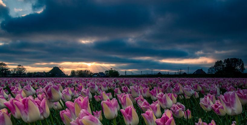 tulip field by peterheinspictures