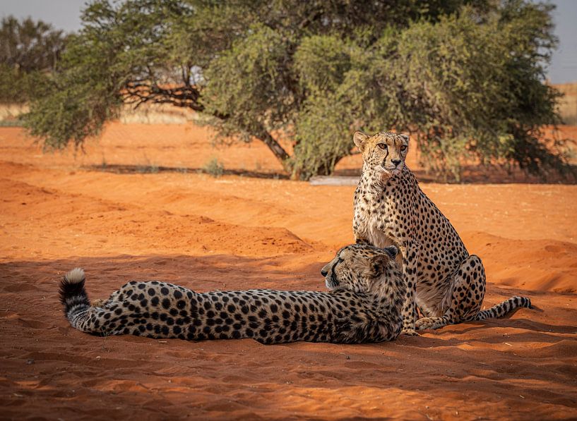 Cheetah pair in the Kalahari Desert of Namibia, Africa by Patrick Groß