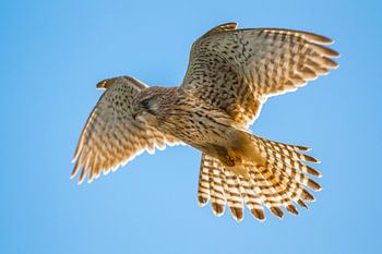 Common Kestrel