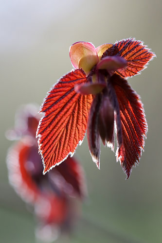 Crimson Glow