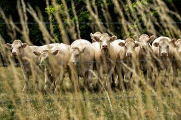 Blonde Franse koeien in de wei van Blond Beeld