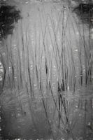 Reeds and water