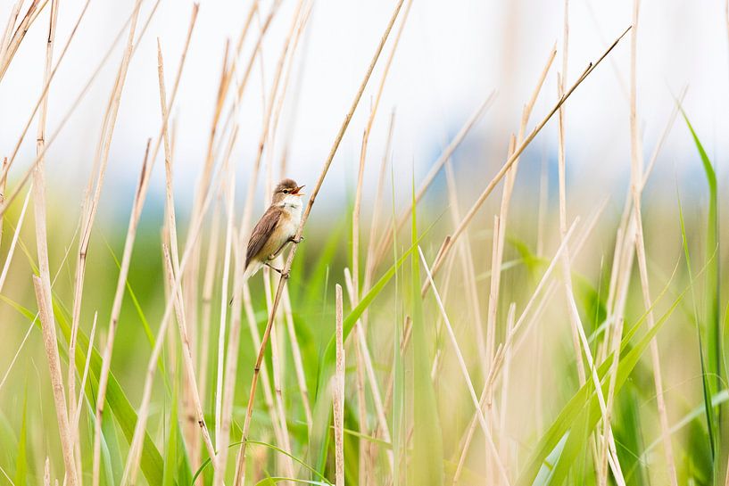 Oiseau joyeux qui chante par Ingmar de Vegte | Fotografie & Design