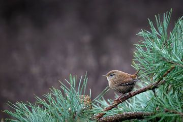 Winterkoninkje in het groen