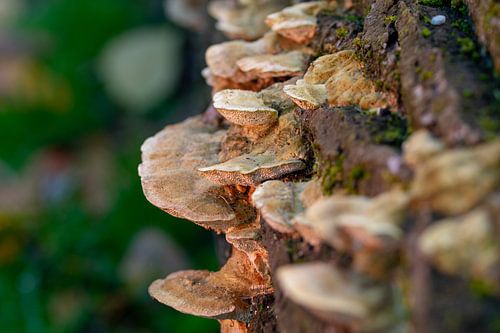 Zwammen op boomstronk