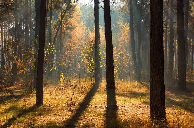 sunny autumn forest by Mykhailo Sherman
