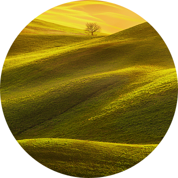 Glooiende heuvels en eenzame boom. Toscane