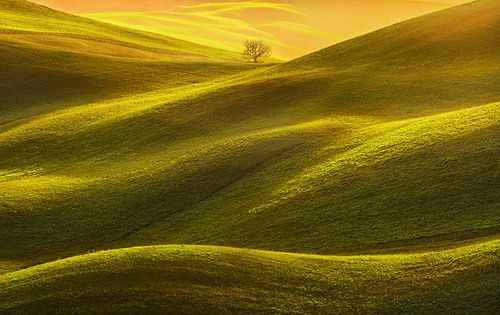 Glooiende heuvels en eenzame boom. Toscane