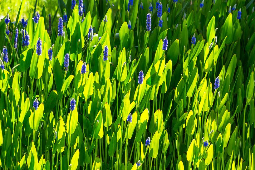 Flower, light and shade by Peter Leenen