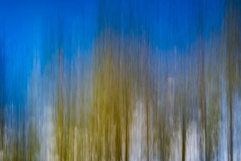 Trees by Claudia Färber