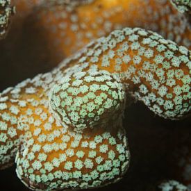 Lichtgevend koraal dichtbij by M&M Roding