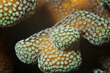 Lichtgevend koraal dichtbij