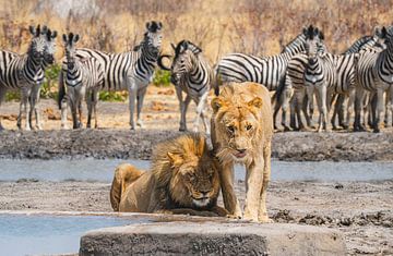 Afrikaanse leeuwenpaar bij een waterpoel in Namibië van Patrick Groß