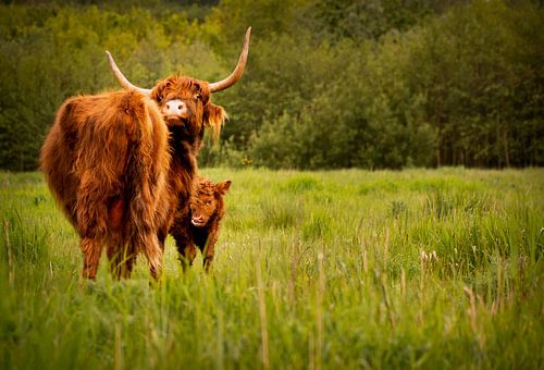 Schotse hooglander met jong